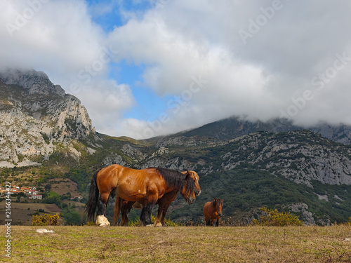 Принти на полотні Asturcon breed horses grazing in the mountains of Asturias, Spain