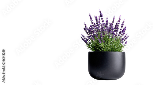 Purple Lavender Flowers in Black Ceramic Pot Home Decor Plant Isolated on White background