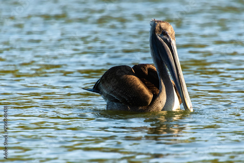 Photography Brown pelican floating on calm water