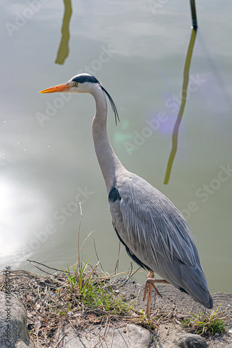 Fotografie Grey heron standing beside calm water