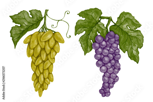 Set of colorful ripe grape clusters. Vector graphics.