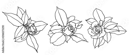Botanical sketch, outline of rose flowers and buds. Vector graphics.