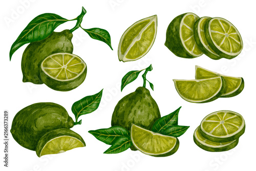 Set of colorful ripe citrus fruits (limes) and fruit slices. Vector graphics.