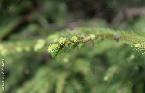 Pine tree branch, macro. Needle of a coniferous tree. Pine pollen. Needle of tree branch and cone spruce. Green fir pine twig. Pine cone on branch with needle. Nature photography