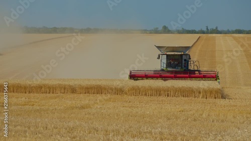 A powerful combine harvester machine cuts ripe golden wheat crops in a vast agricultural field under bright daylight, showcasing large scale food production and farming industry