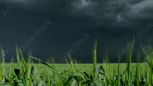 Beautiful abstract background featuring lush green wheat stalks swaying under ominous dark stormy sky and heavy clouds before a thunderstorm in summer