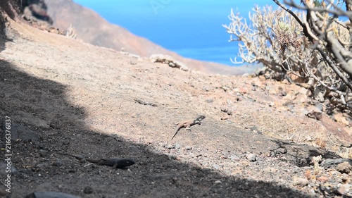 Tenerife Lizards Walking on Volcanic Mountain Path with Ocean View