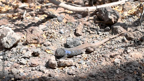 Tenerife Lizard on Dry Volcanic Ground, Tenerife