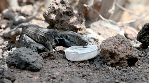 Tenerife Lizard Drinking Water from Bottle Tap in Dry Vegetation