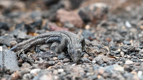 Juvenile Tenerife Lizard Walking on Dry Volcanic Soil