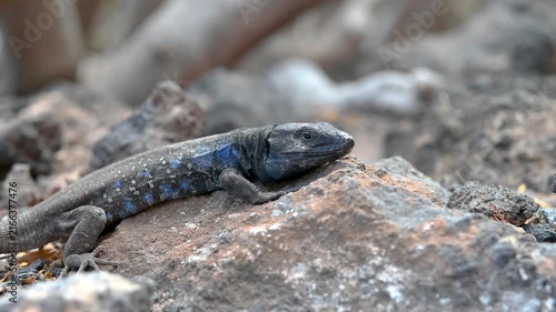 Tenerife Lizard Resting on Rock with Blue Body Pattern