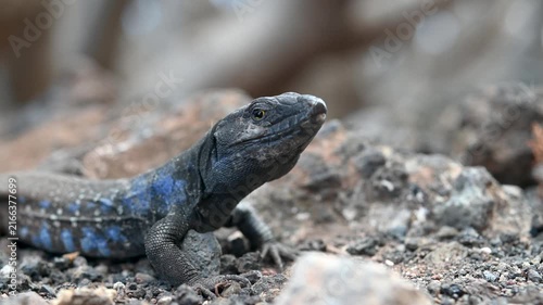 Tenerife Lizard Resting on Volcanic Rock in Dry Landscape