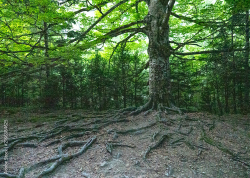 Quadro su tela Ancient beech tree with exposed roots in Ordesa Valley, Huesca, Spain