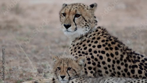  a cheetah mother and her cub close-up