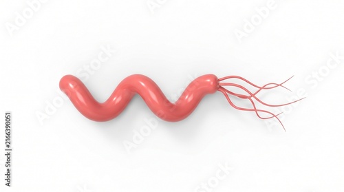 Helicobacter pylori spiral bacteria simple portrait