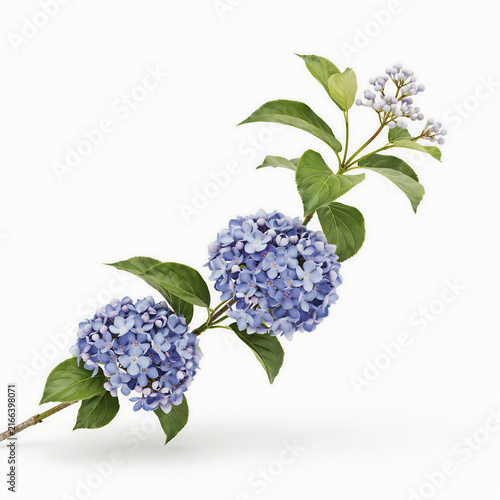 A blooming blue hydrangea branch with green leaves and buds isolated on a transparent background