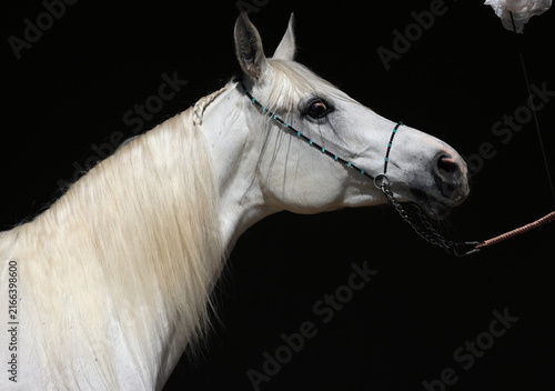Konstfotografi Arabian horse portrait of a white mare with jewelry bridle in dark background
