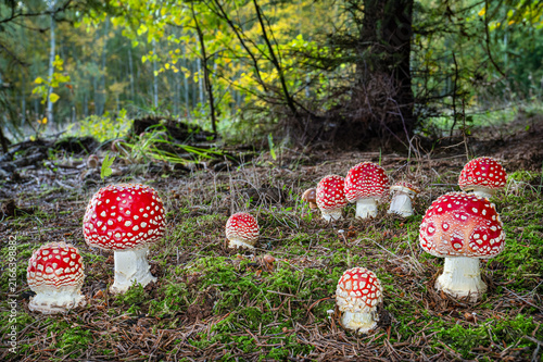 Картината върху платно A group of Fly agaric poisonous mushrooms (Amanita muscaria) in a colorful fairy