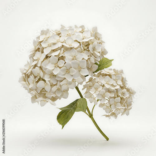 A blooming white hydrangea flower branch with green leaves isolated on a transparent background