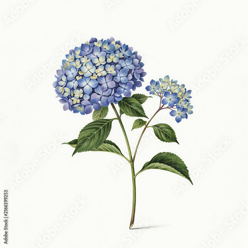 A blue hydrangea flower with green leaves on a stem isolated on a transparent background