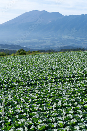 夏の嬬恋村に広がるキャベツ畑と浅間山の風景