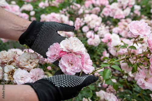 Woman hand holding bunch of soft pink roses in sunny garden. Beautiful nature floral scene