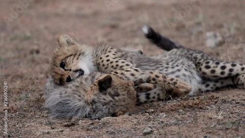 The cheetah cubs are wrestling on the ground