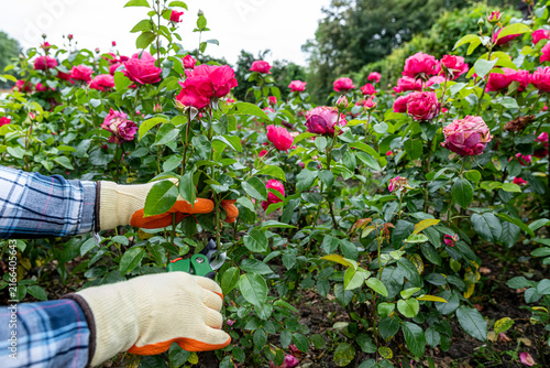 Woman pruning light pink roses with garden shears in blooming yard, floral gardening and care hobby