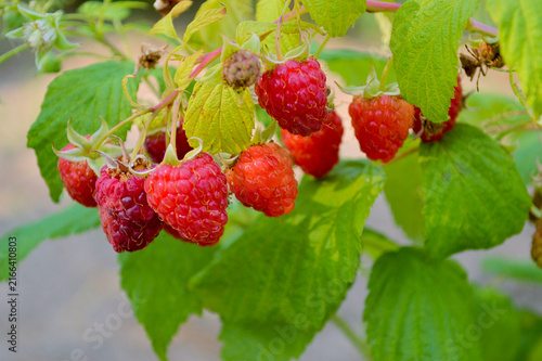 Принти на полотні Vibrant ripe red raspberries hanging on a lush green bush in a summer garden, sh