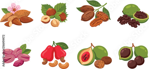 Healthy nuts and seeds vector illustration set featuring organic almond hazelnut pecan walnut pistachio cashew nutmeg and macadamia isolated on white background