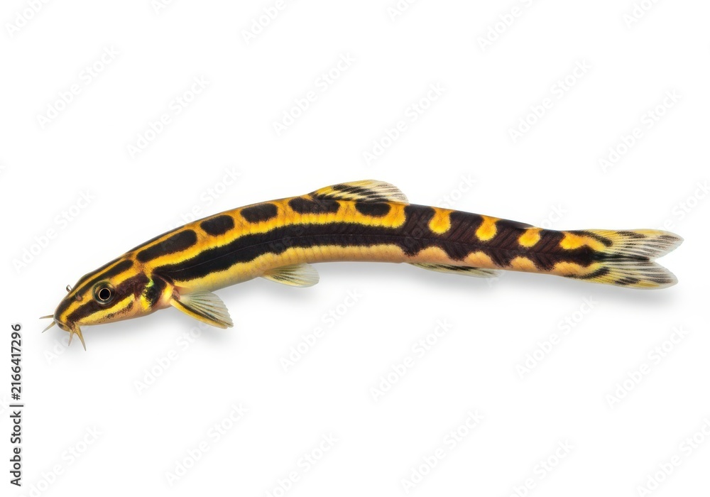 Fototapeta premium Kuhli loach isolated on white background, a slender fish with unique patterns