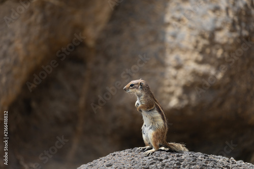 Cuadro en lienzo Barbary chipmunk rodent (Atlantoxerus getulus) on a volcanic rock on the Canary