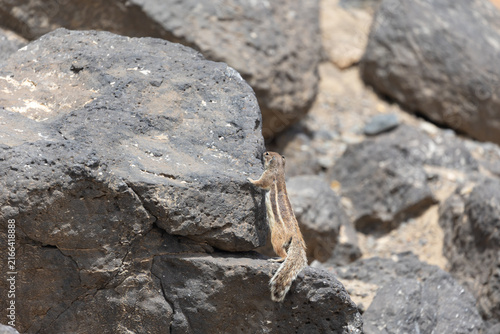 Foto Barbary chipmunk rodent (Atlantoxerus getulus) on a volcanic rock on the Canary