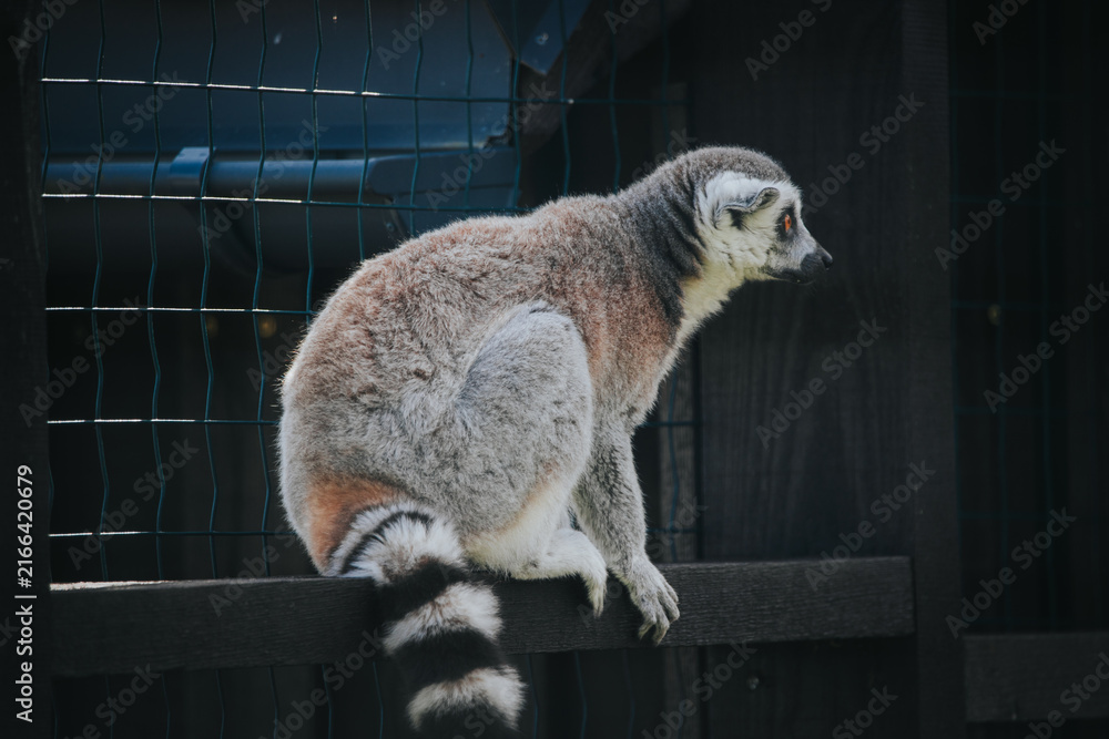 Naklejka premium Ring-tailed lemur perched on a wooden fence in a zoo enclosure, showcasing its distinctive gray fur and black-and-white striped tail against a blurred background