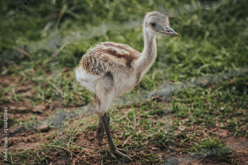Bild auf Leinwand Young ostrich chick standing on green grass with a blurred background of natural