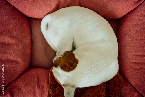 Small white dog with brown head curled asleep on textured red fabric pet bed, overhead view highlighting tight resting pose, smooth short fur, tucked paw, cozy indoor comfort, and soft home setting
