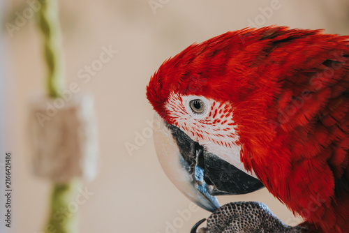 Фотография Vibrant red macaw bird perched on a branch, showcasing detailed feathers and str