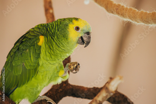 Fotografie Green parrot with yellow accents perched on a branch, showcasing vibrant feather