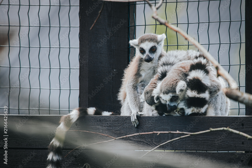 Naklejka premium Group of ring-tailed lemurs interacting on wooden platform inside an enclosure with wire fencing and natural elements in the background