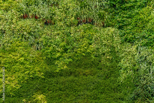 Vertical garden wall with multiple layers of diverse green plants and small pots. Extensive botanical backdrop with vibrant foliage variations and textured eco design.
