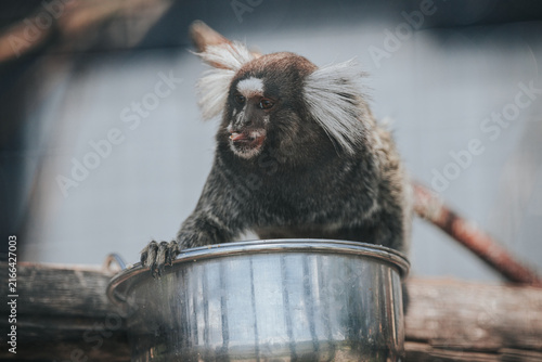 Bild auf Leinwand Marmoset monkey with distinctive white ear tufts perched on the edge of a metal