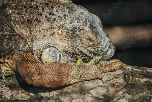 Close-up of a large iguana resting on a branch, showcasing detailed scales and textures under natural sunlight in a tropical environment
