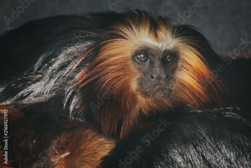 Wall Mural Golden lion tamarin monkey with distinctive orange and black fur resting on a da