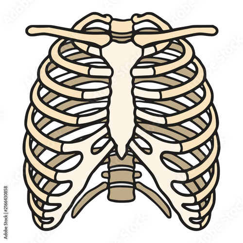 Foto rib cage structure human bone anatomy medical science skeleton flat color vector