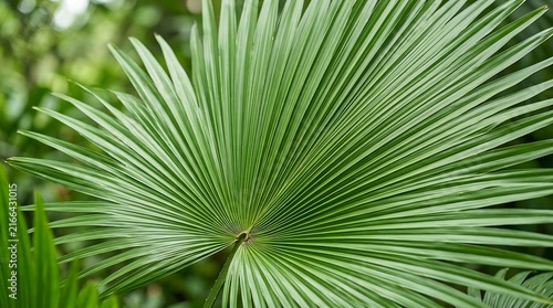 Close up of a vibrant green fan palm leaf in a tropical garden setting