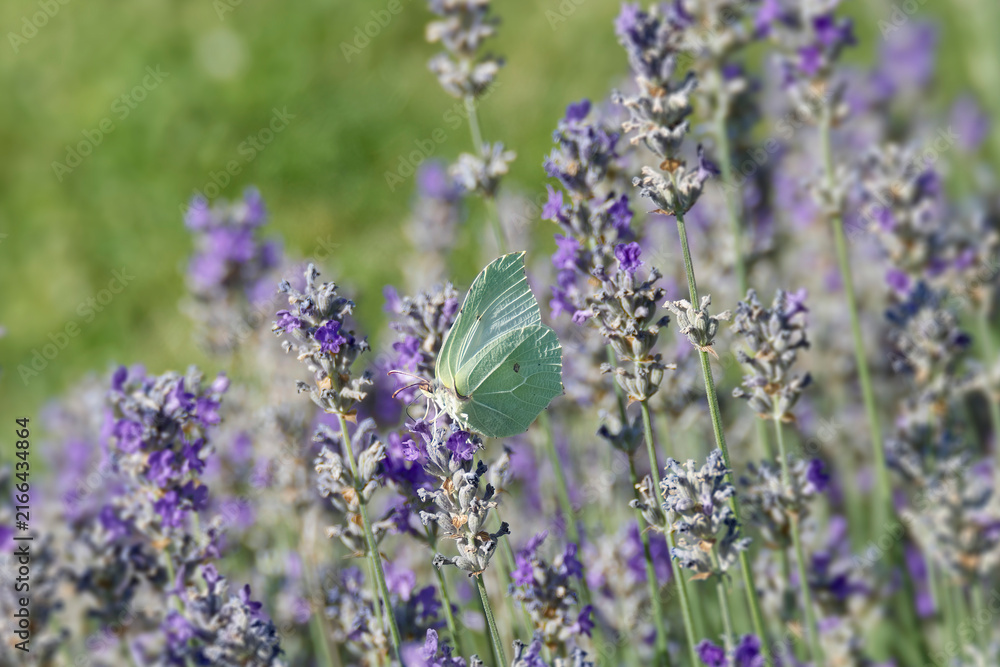 Fototapeta premium Common brimstone butterfly (Gonepteryx rhamni) sitting on lavender in Zurich, Switzerland