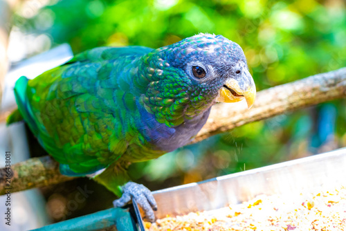 Canvas Print Green Tropical Parrot Eating Seeds at Feeding Station in Brazil.