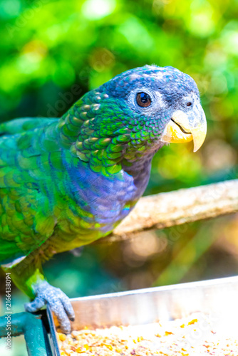 фотографія Green Tropical Parrot Eating Seeds at Feeding Station in Brazil.