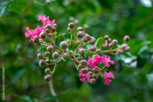 Vibrant pink lagerstroemia speciosa flowers in bloom garden