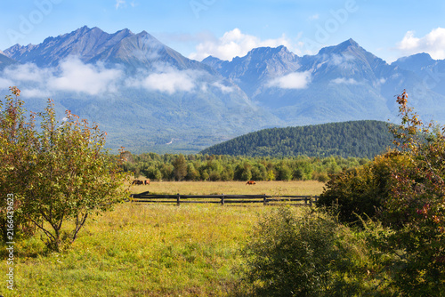 Rural landscape with pasture meadows, grazing horses, ripe bird cherry bushes in foothill valley against backdrop of Eastern Sayan Mountains on August. Siberia, Baikal Region, Buryatia, Tunkan Valley